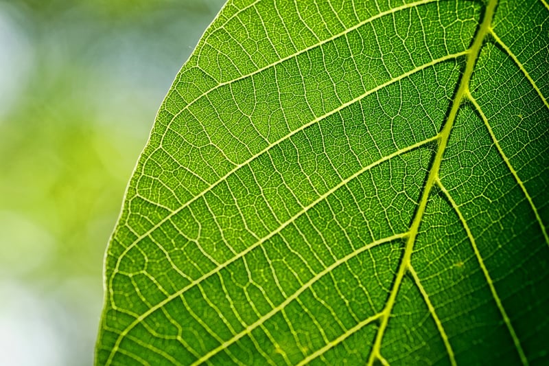 Plant Diseases