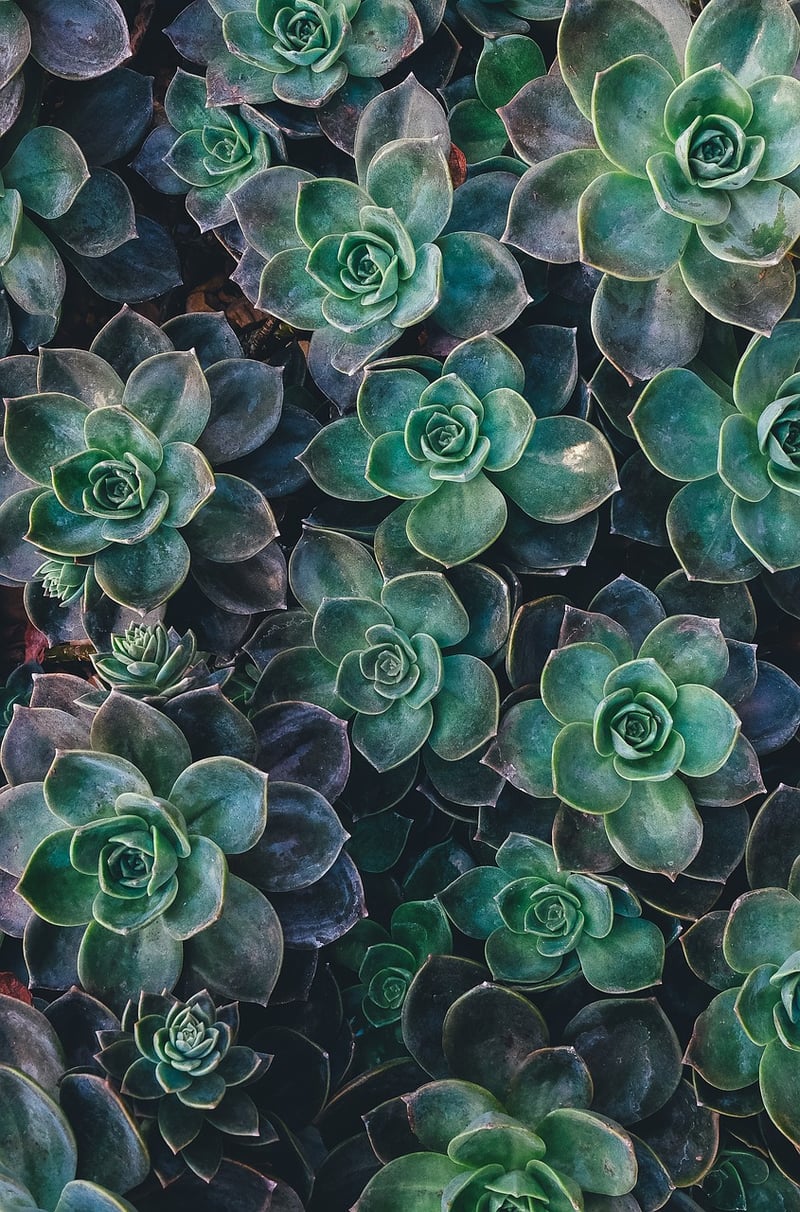 Vertical Succulent Display